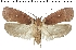  (Agonopterix yomogiella - ZMUC-29133-E10)  @11 [ ] CreativeCommons - Attribution Non-Commercial Share-Alike (2016) Peter Buchner Tiroler Landesmuseum