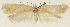  (Agonopterix demissella - ZMUC-29134-B10)  @11 [ ] CreativeCommons - Attribution Non-Commercial Share-Alike (2016) Peter Buchner Tiroler Landesmuseum