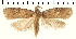  (Agonopterix metamelopa - NHMUK010891124)  @11 [ ] CreativeCommons - Attribution Non-Commercial Share-Alike (2020) Peter Buchner Tiroler Landesmuseum