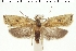  (Agonopterix acuta - NHMUK010891105)  @11 [ ] CreativeCommons - Attribution Non-Commercial Share-Alike (2020) Peter Buchner Tiroler Landesmuseum