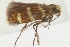  (Micropterix aureofasciella - Zeller_46193_D12)  @11 [ ] CreativeCommons - Attribution Non-Commercial Share-Alike (2023) Peter Buchner Tiroler Landesmuseum