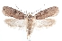  (Agonopterix subabjectella - DEJPN-0083)  @11 [ ] CreativeCommons - Attribution Non-Commercial Share-Alike (2025) Hazumu Arashima Tiroler Landesmuseum