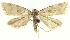  (Cochylimorpha bucegiana - TLMF Lep 28734)  @11 [ ] CreativeCommons - Attribution Non-Commercial Share-Alike (2020) Peter Buchner Tiroler Landesmuseum
