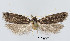  ( - TLMF Lep 28826)  @11 [ ] CreativeCommons - Attribution Non-Commercial Share-Alike (2021) Friedmar Graf Tiroler Landesmuseum