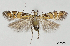  ( - TLMF_Lep_32582)  @11 [ ] CreativeCommons - Attribution Non-Commercial Share-Alike (2022) Friedmar Graf Tiroler Landesmuseum