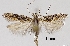  (Scrobipalpa suaedicola - TLMF Lep 32599)  @11 [ ] CreativeCommons - Attribution Non-Commercial Share-Alike (2022) Friedmar Graf Tiroler Landesmuseum