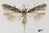  (Scrobipalpa suaedella - TLMF_Lep_32400)  @11 [ ] CreativeCommons - Attribution Non-Commercial Share-Alike (2023) Friedmar Graf Tiroler Landesmuseum