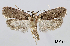  ( - TLMF_Lep_32459)  @11 [ ] CreativeCommons - Attribution Non-Commercial Share-Alike (2023) Peter Buchner Tiroler Landesmuseum