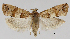  ( - TLMF_Lep_32468)  @11 [ ] CreativeCommons - Attribution Non-Commercial Share-Alike (2023) Friedmar Graf Tiroler Landesmuseum