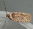  (Agonopterix cachritis - TLMF_Lep_38391)  @11 [ ] CreativeCommons - Attribution Non-Commercial Share-Alike (2023) Peter Buchner Tiroler Landesmuseum