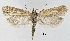  (Deroxena venosulella - TLMF_Lep_38405)  @11 [ ] CreativeCommons - Attribution Non-Commercial Share-Alike (2023) Friedmar Graf Tiroler Landesmuseum
