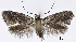  ( - TLMF_Lep_38493)  @11 [ ] CreativeCommons - Attribution Non-Commercial Share-Alike (2024) Friedmar Graf Tiroler Landesmuseum