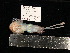  (Rossiinae - PEB0003)  @14 [ ] CreativeCommons - Attribution Non-Commercial Share-Alike (2011) DFO DFO