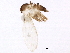  (Micropygomyia - USUHS_FC089)  @13 [ ] CreativeCommons - Attribution (2012) CBG Photography Group Centre for Biodiversity Genomics