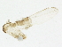  (Pintomyia verrucarum - USUHS_VER005)  @13 [ ] CreativeCommons - Attribution (2012) CBG Photography Group Centre for Biodiversity Genomics