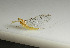  (Leucrocuta hebe - SWRC-Lh_YB_04)  @15 [ ] Copyright (2009) David H. Funk Unspecified