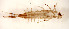  ( - SWRC-AL SKO7 55.rerun)  @11 [ ] Copyright (c) (2021) David H. Funk Stroud Water Research Center