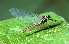  ( - SWRC-Ac_Ag_49)  @11 [ ] Copyright (c) (2024) David H. Funk Stroud Water Research Center