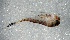  (Ameletus tarteri - SWRC-Ata_BirchPen_02)  @11 [ ] Copyright (c) (2025) David H. Funk Stroud Water Research Center