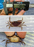  ( - SWRC-Marilin_crab02)  @11 [ ] No Rights Reserved (nrr) (2024) David H. Funk Stroud Water Research Center