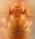  (Pycnopsyche conspersa - SWRC-Pyc_conspersa_Amb_01)  @11 [ ] Copyright (c) (2023) David H. Funk Stroud Water Research Center