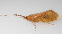  ( - SWRC-Pyc_perplexa_Wat_02)  @11 [ ] Copyright (c) (2023) David H. Funk Stroud Water Research Center