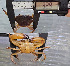  ( - SWRC-Temp_crab01)  @11 [ ] No Rights Reserved (nrr) (2024) David H. Funk Stroud Water Research Center