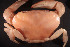  ( - SWRC-Temp_sur_crab586)  @11 [ ] Copyright (c) (2023) David H. Funk Stroud Water Research Center