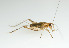  ( - SWRC-Ae_112)  @13 [ ] Copyright (2009) David H. Funk Unspecified
