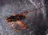  ( - SWRC-Gryll_091)  @13 [ ] Copyright (2011) David H. Funk Stroud Water Research Center