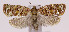  (Argyrotaenia tabulana - MDH013110)  @14 [ ] No Rights Reserved (2016) N/A N/A