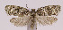  (Pandemis borealis - MDH008329)  @11 [ ] No Rights Reserved (2016) N/A N/A