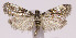  (Acrobasis amplexella - MDH014166)  @14 [ ] No Rights Reserved (2016) N/A N/A