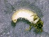  ( - SSI-Truckee-49441-B5)  @11 [ ] by-nc-sa (2024) David Herbst Sierra Streams Institute