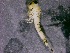  ( - SSI-Truckee-49441-E7)  @11 [ ] by-nc-sa (2024) David Herbst Sierra Streams Institute