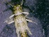  ( - SSI-Truckee-49441-G4)  @11 [ ] by-nc-sa (2024) David Herbst Sierra Streams Institute