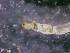  ( - SSI-Truckee-49441-H10)  @11 [ ] by-nc-sa (2024) David Herbst Sierra Streams Institute