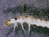  ( - SSI-Truckee-49440-D12)  @11 [ ] by-nc-sa (2024) David Herbst Sierra Streams Institute