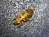  ( - SSI-Yuba-44352-H7)  @11 [ ] by-nc-sa (2024) Unspecified Sierra Streams Institute