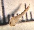  ( - SSI-Yuba-44346-G11)  @11 [ ] Unspecified (default): All Rights Reserved  Unspecified Unspecified