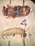  ( - SSI-Yuba-44349-A1)  @11 [ ] Unspecified (default): All Rights Reserved  Unspecified Unspecified