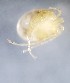 (Lebertia salebrosa - SSI-Yuba-44348-G6)  @11 [ ] Unspecified (default): All Rights Reserved  Unspecified Unspecified
