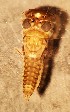  ( - SSI-Yuba-44349-G1)  @11 [ ] Unspecified (default): All Rights Reserved  Unspecified Unspecified
