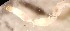  (Micropsectra nakaokii - SSI-Yuba-44349-H7)  @11 [ ] Unspecified (default): All Rights Reserved  Unspecified Unspecified
