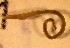  (Rhyacodrilus falciformis - SSI-Yuba-44347-E8)  @11 [ ] Unspecified (default): All Rights Reserved  Unspecified Unspecified