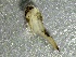  ( - SSI-Yuba-44351-B9)  @11 [ ] by-nc-sa (2024) Unspecified Sierra Streams Institute