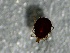  (Sperchon rostratus - SSI-Yuba-44351-B10)  @11 [ ] by-nc-sa (2024) Unspecified Sierra Streams Institute