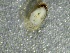  ( - SSI-Yuba-44351-C12)  @11 [ ] by-nc-sa (2024) Unspecified Sierra Streams Institute
