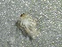  ( - SSI-Yuba-44351-E1)  @11 [ ] by-nc-sa (2024) Unspecified Sierra Streams Institute