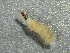  ( - SSI-Yuba-44351-E7)  @11 [ ] by-nc-sa (2024) Unspecified Sierra Streams Institute